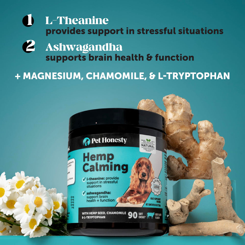 Pet Honesty dog eating calming chews demonstrates easy administration for anxious pets.