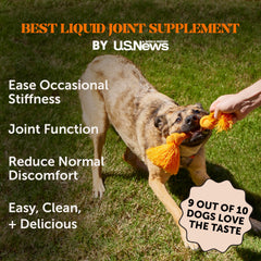 Pet Honesty dog joint supplement glucosamine chondroitin closeup highlights joint support.