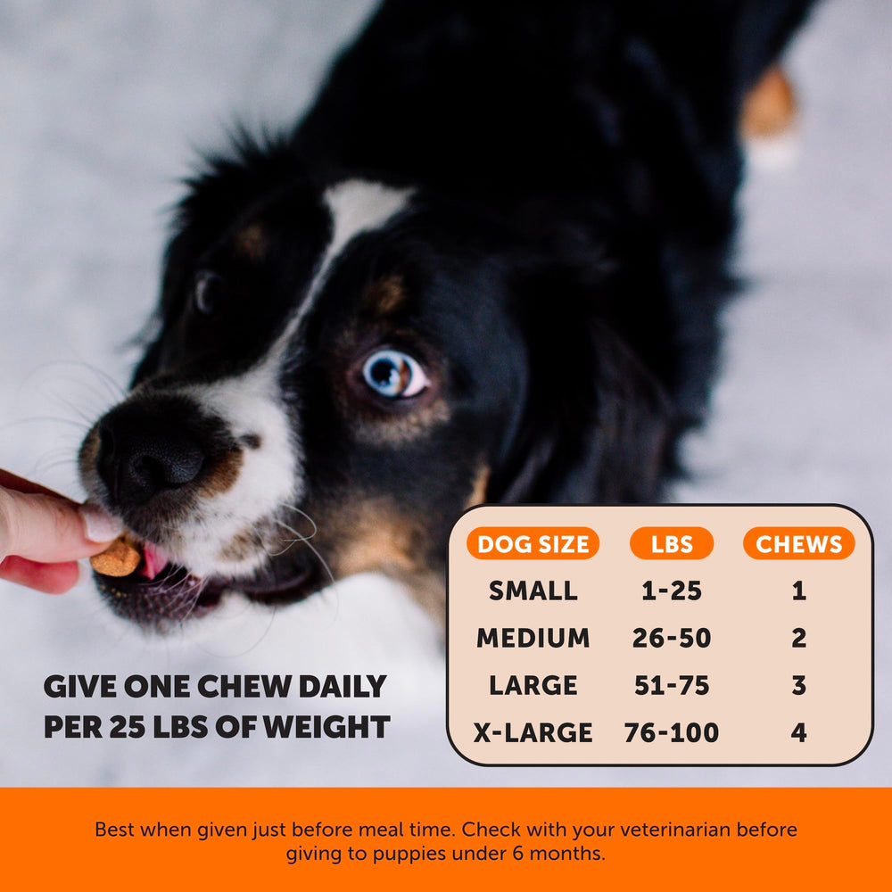 Pet Honesty green-lipped mussel image suggests natural mobility support for dogs