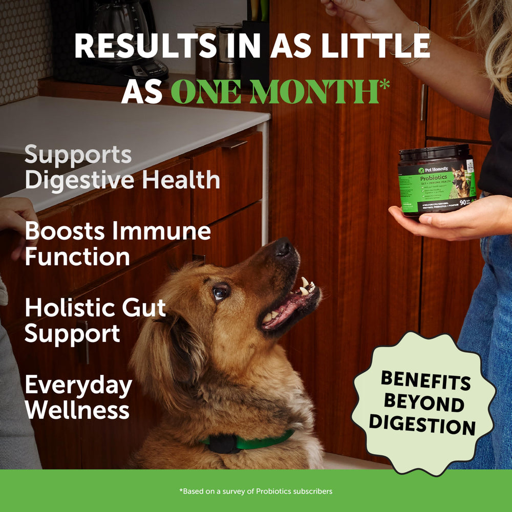 Pet Honesty probiotics dog chews tasty image highlights palatable bites for daily gut support