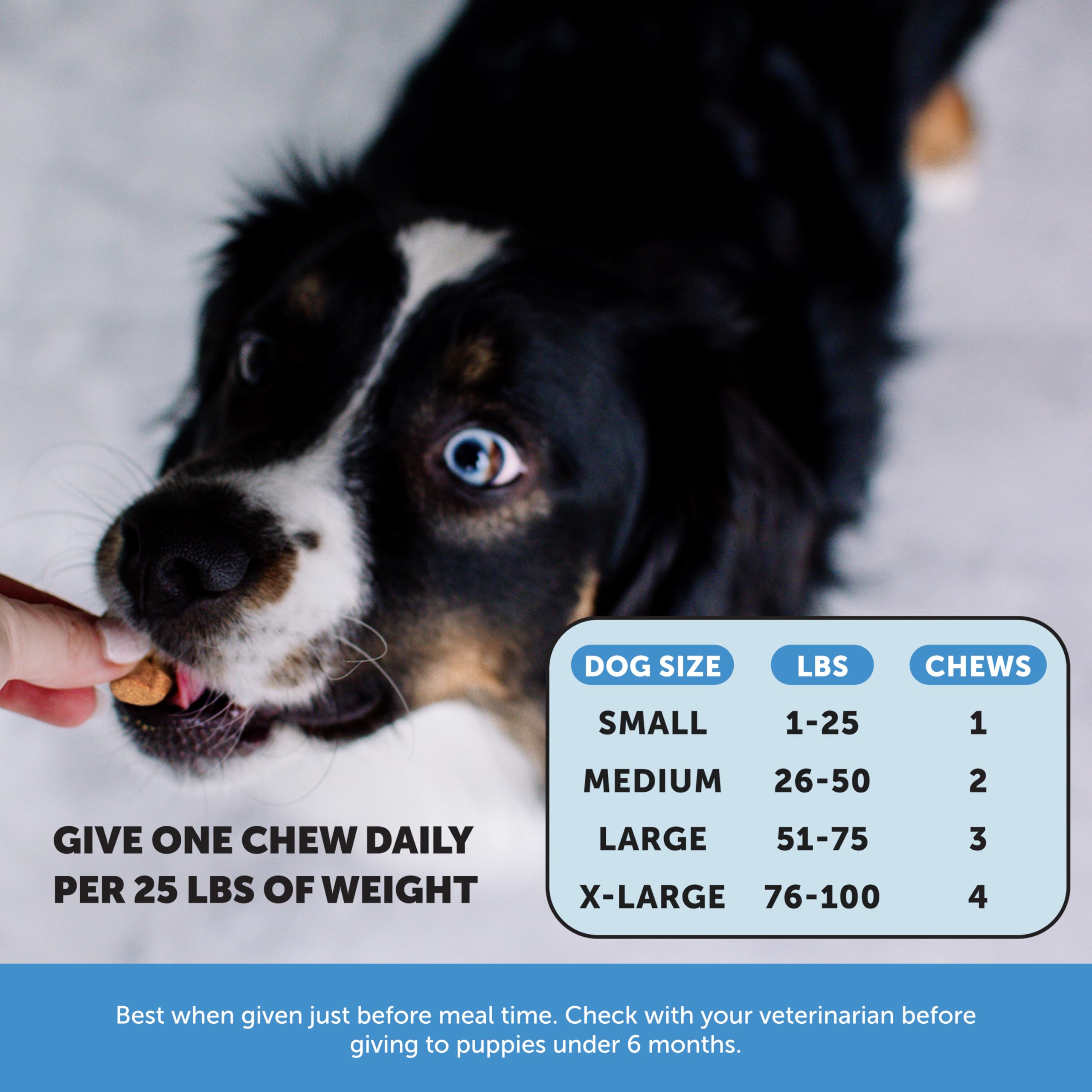 Pet Honesty Skin Health Salmon Chews dog enjoying one treat during daily routine