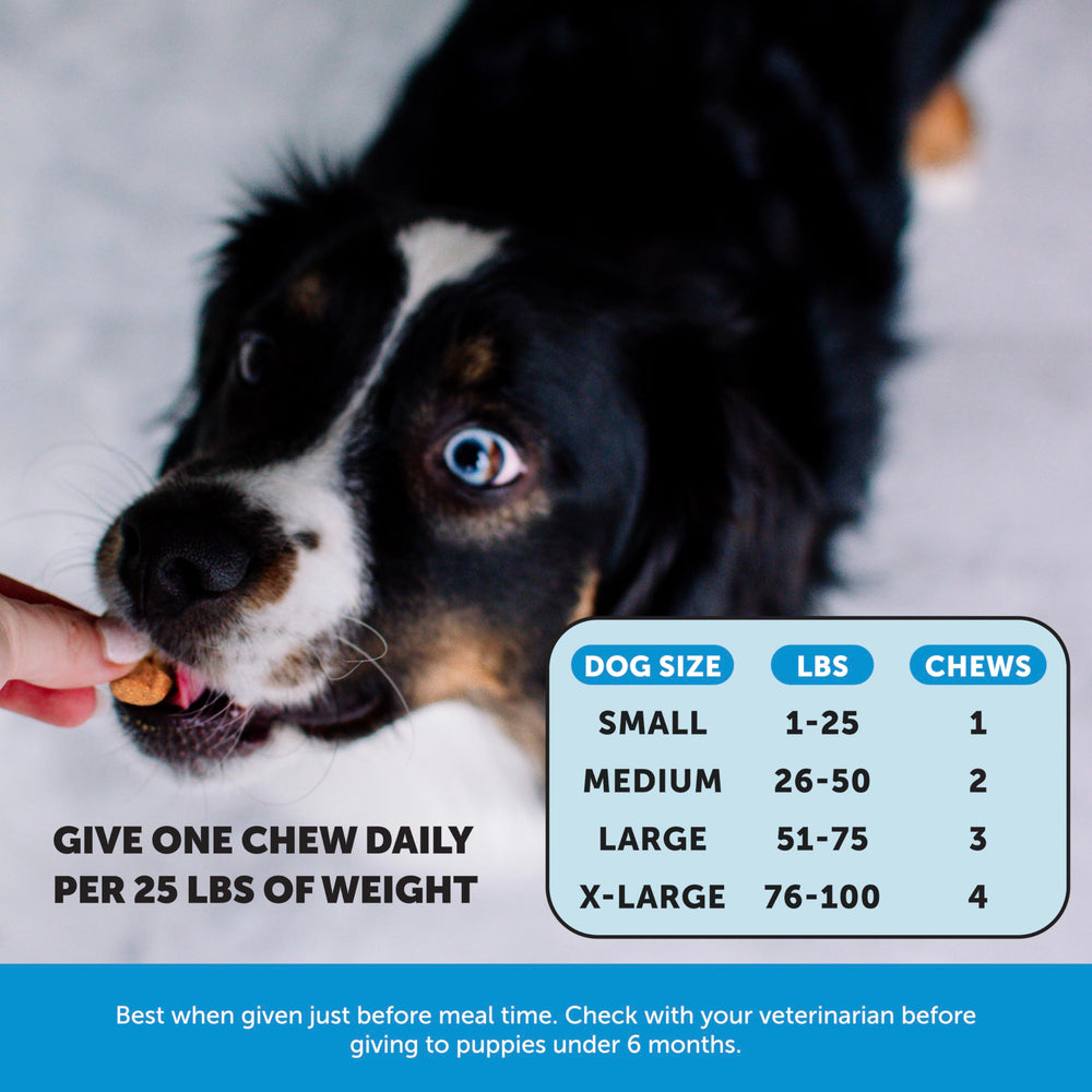 Pet Honesty Skin Health Salmon Chews dog enjoying one treat during daily routine