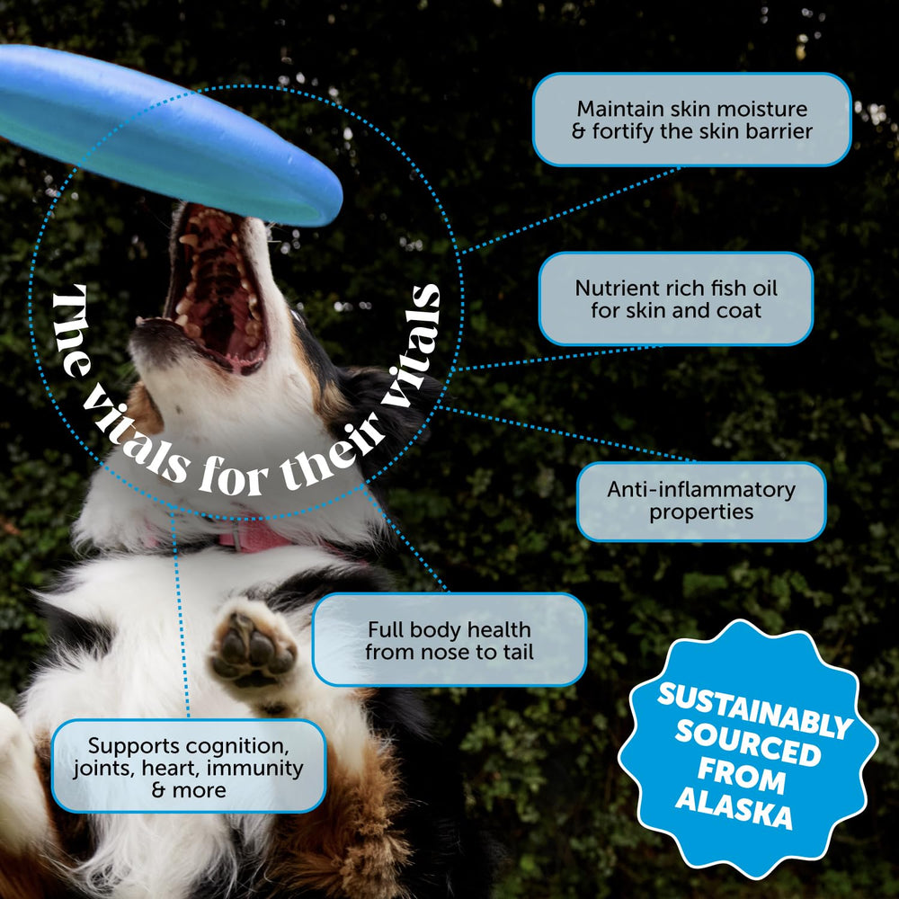 Pet Honesty Wild Alaskan Salmon Oil dropper ready for daily skin and coat support.