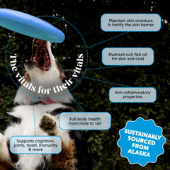 Pet Honesty Wild Alaskan Salmon Oil dropper ready for daily skin and coat support.