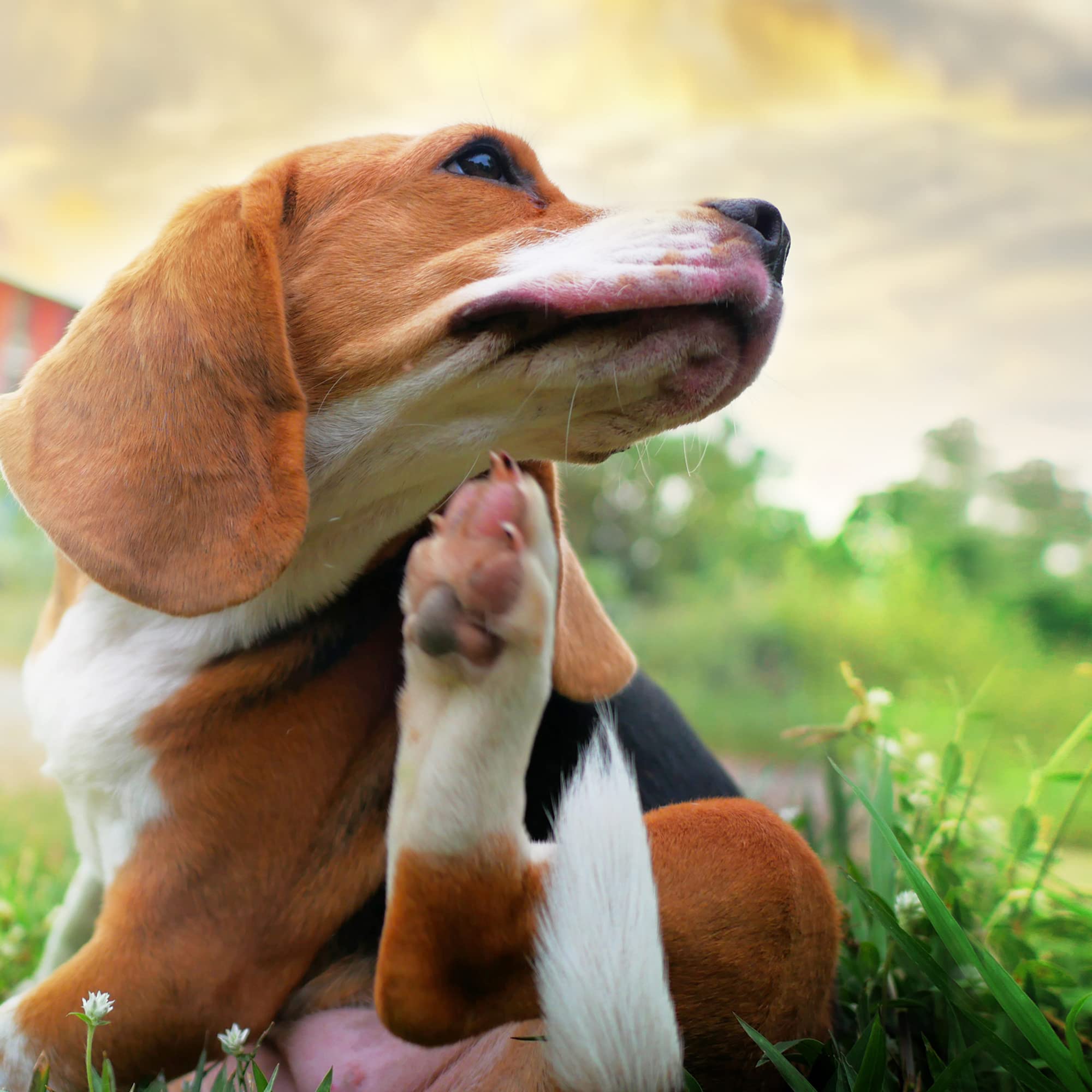 Pet MD Topical Wipes dog-cat-face-clean safely cleanse the face area.