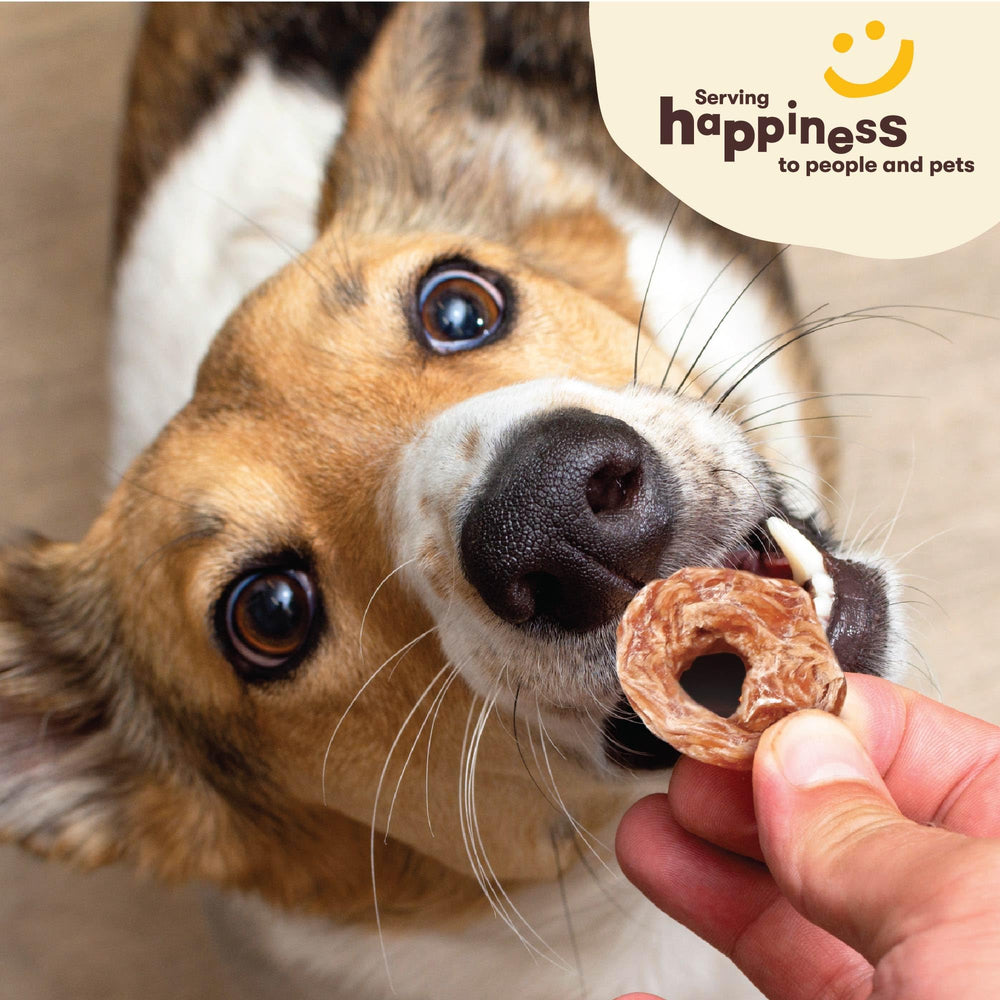 Pet 'n Shape Chik 'n Rings dog enjoying treat during playtime