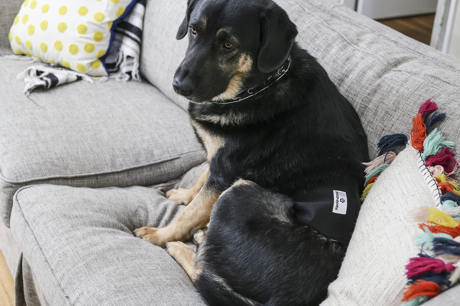 Pet Parents 3-pack keeps options available for daily use.