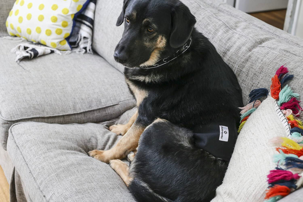 Pet Parents 3-pack keeps options available for daily use.