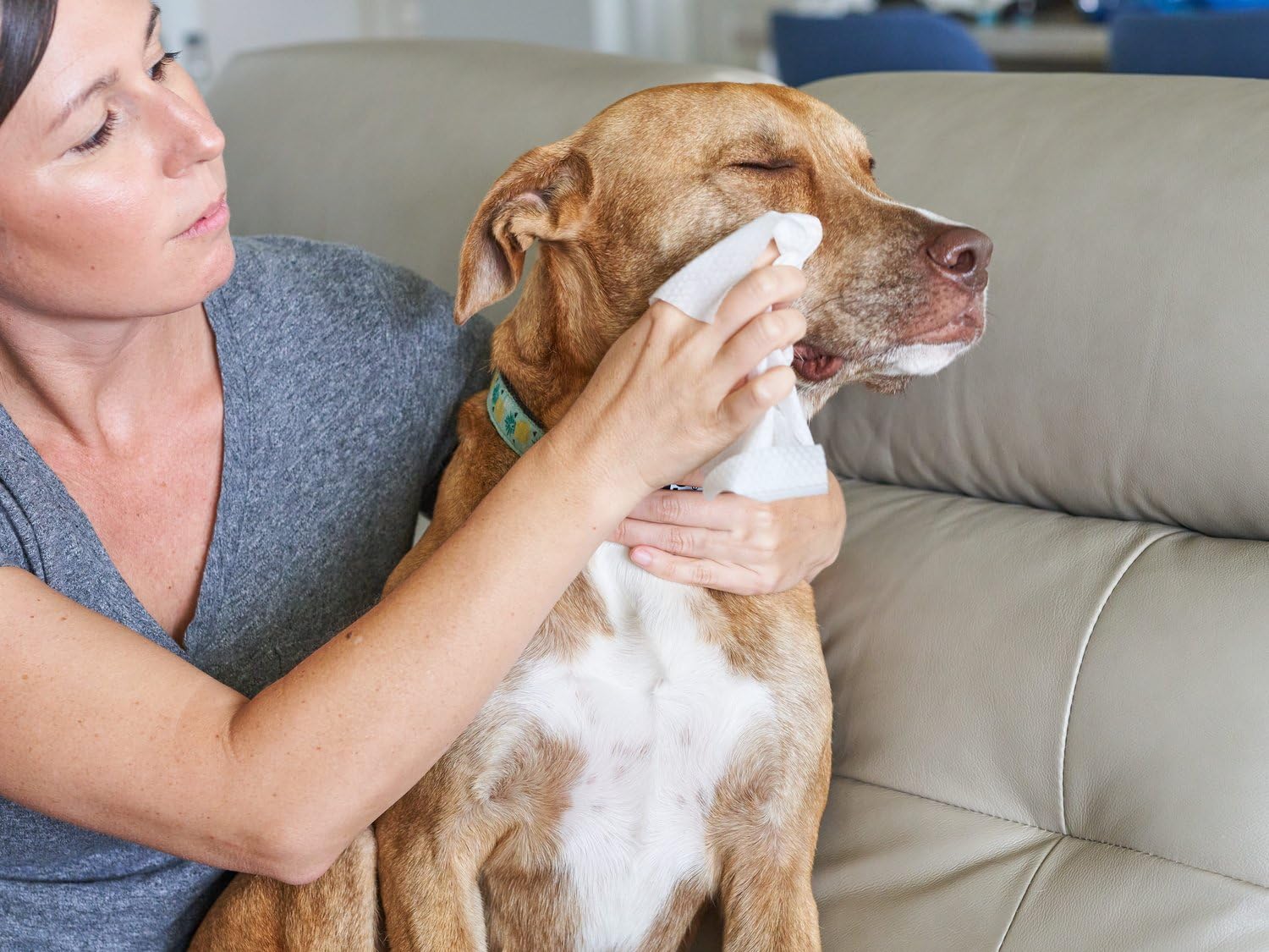 Owner performing daily eye care routine with Eye Pet WiPees