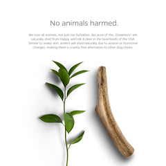 Pet Parents Gnawtlers elk antler dense texture shown for satisfying gnaw sessions.