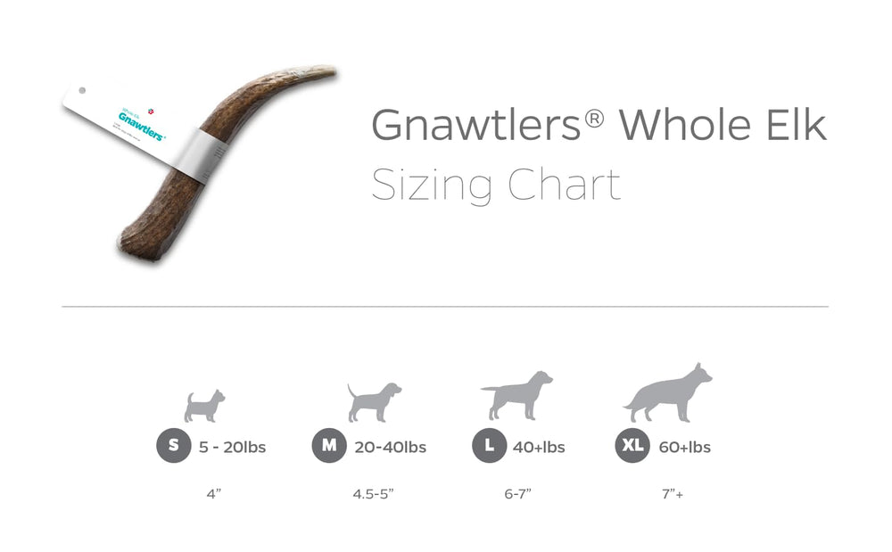 Pet Parents Gnawtlers elk antler grade-selected chew reflects careful hand-picking.