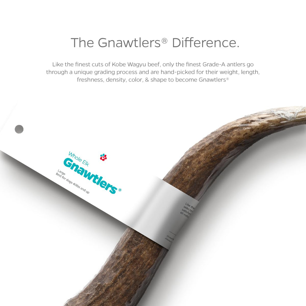 Pet Parents Gnawtlers elk antler natural shed highlights durable, long-lasting chew for dogs.