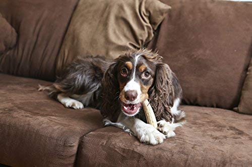 Pet Parents Gnawtlers elk antler natural shed piece ready for canine chews.
