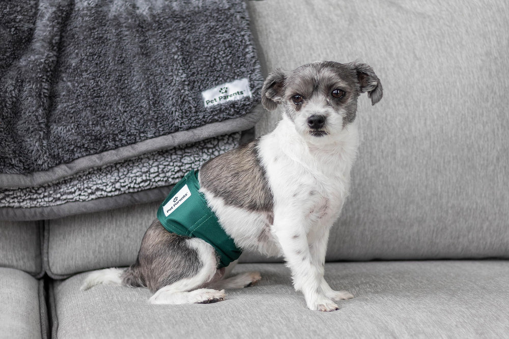 Pet Parents belly band protects home from accidents in a relaxed setting.