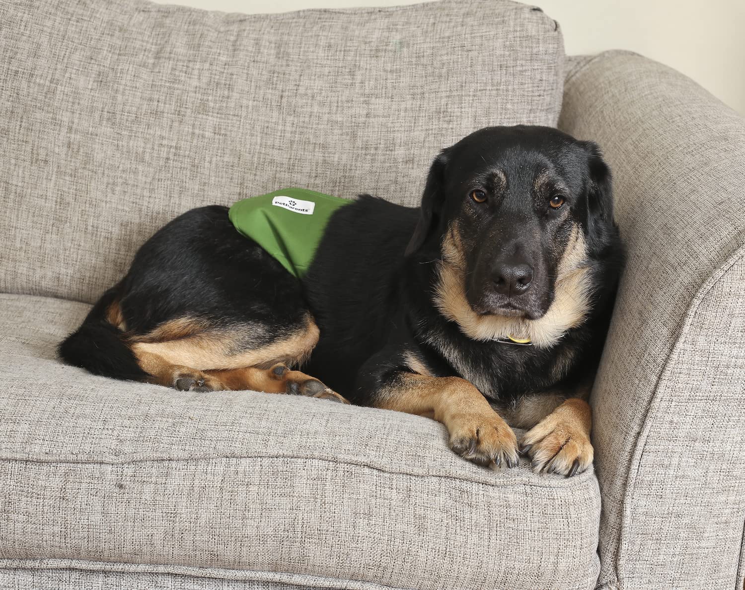 Pet Parents Large dog wraps designed for bigger dogs and higher liquid capacity.