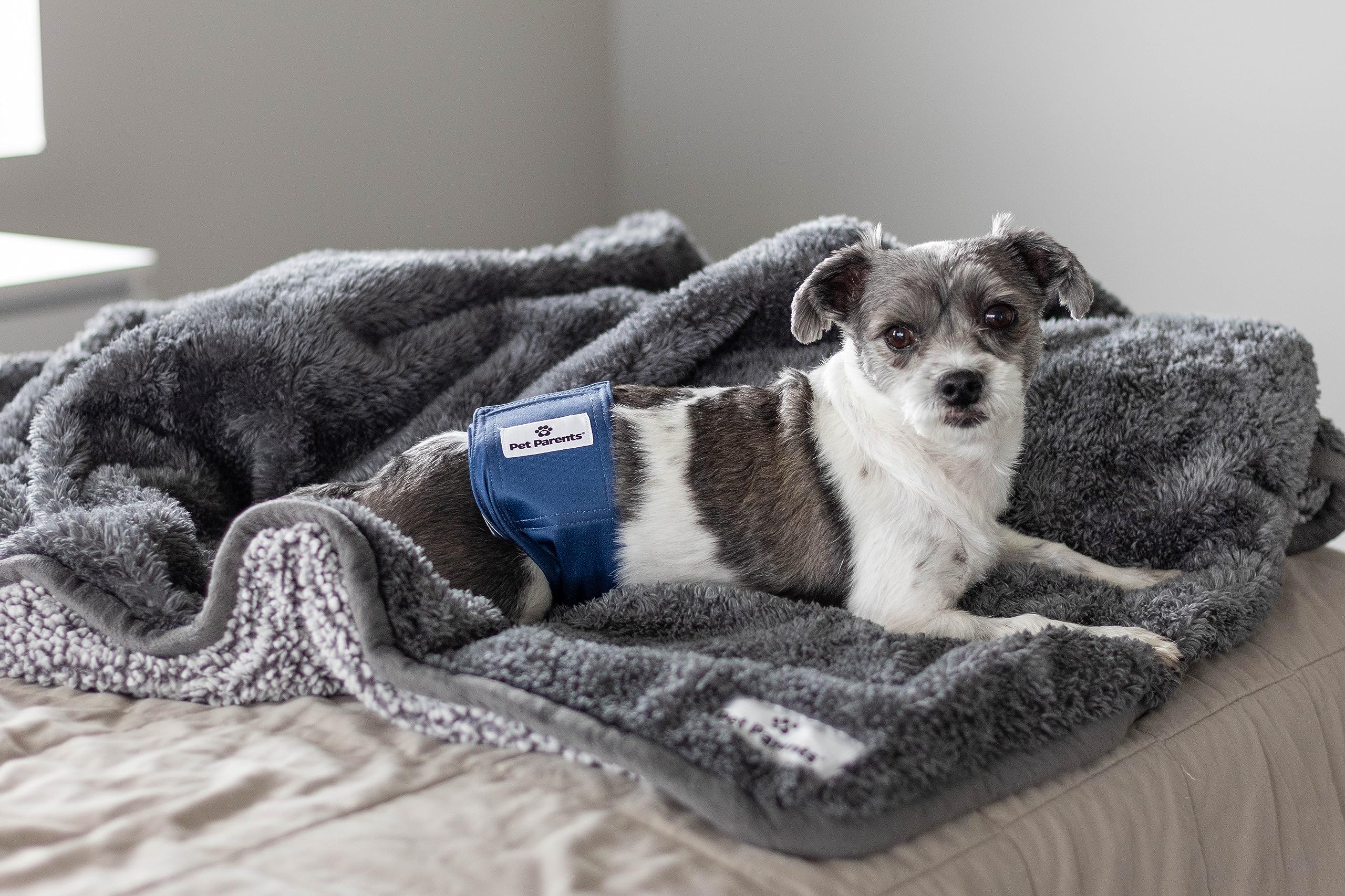 Pet Parents reusable packaging and product display for dog diapers.