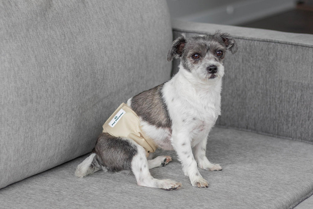 Pet Parents washable belly band on-pup showing non-irritating fabric.