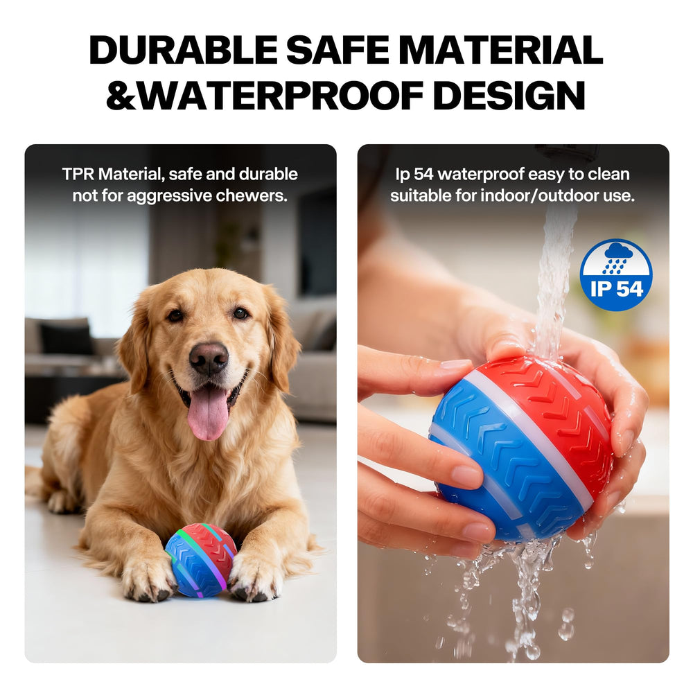 Pet Prime dog enjoys play on wood floor with the rolling ball.