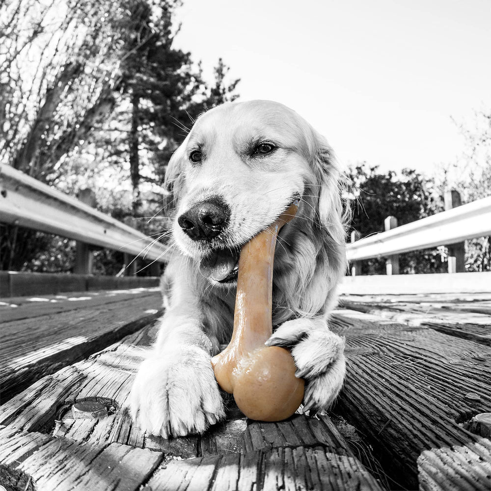 Pet Qwerks Dinosaur BarkBone supports puppy and senior use during chewing