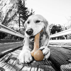 Pet Qwerks Dinosaur BarkBone supports puppy and senior use during chewing