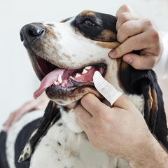 Pet Republique finger toothbrush kit applied to pet mouth for easy brushing.