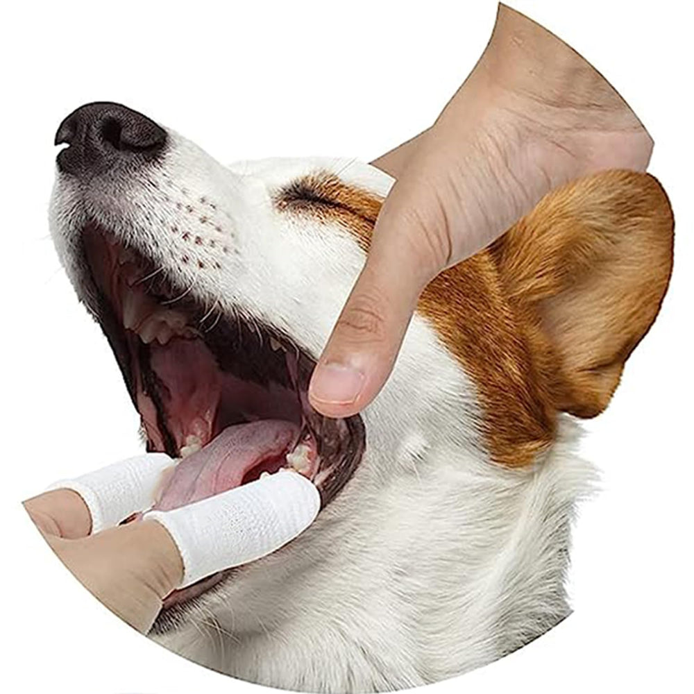 Pet Republique finger toothbrush kit on dog or cat demonstrates small-breed suitability.