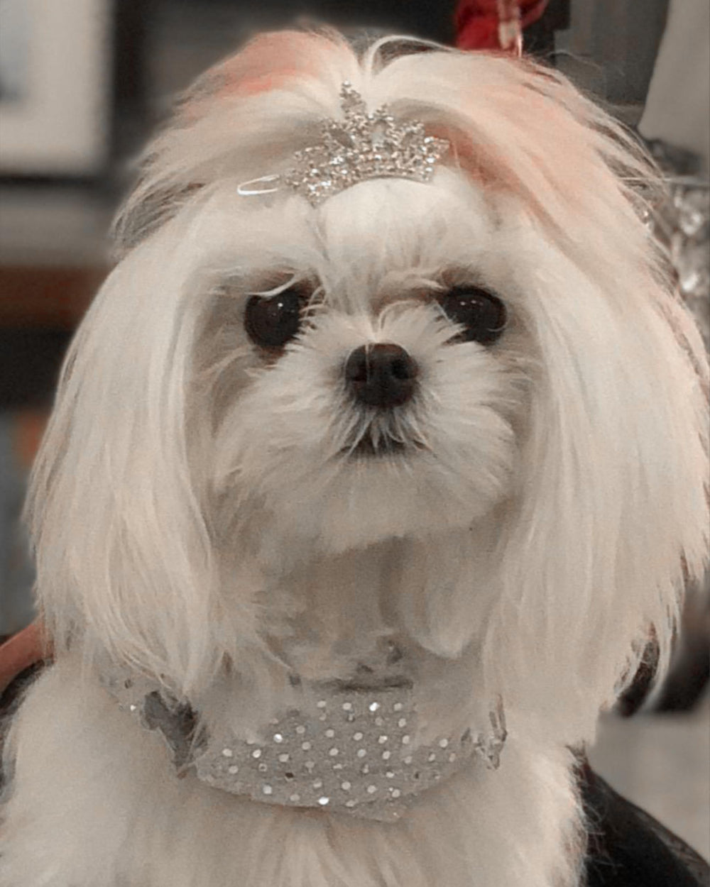 PET SHOW dog party tiara clip adds festive sparkle to events.