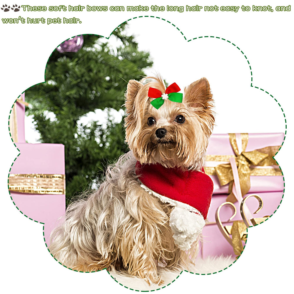 PET SHOW festive colors help outfits pop in photo shoots
