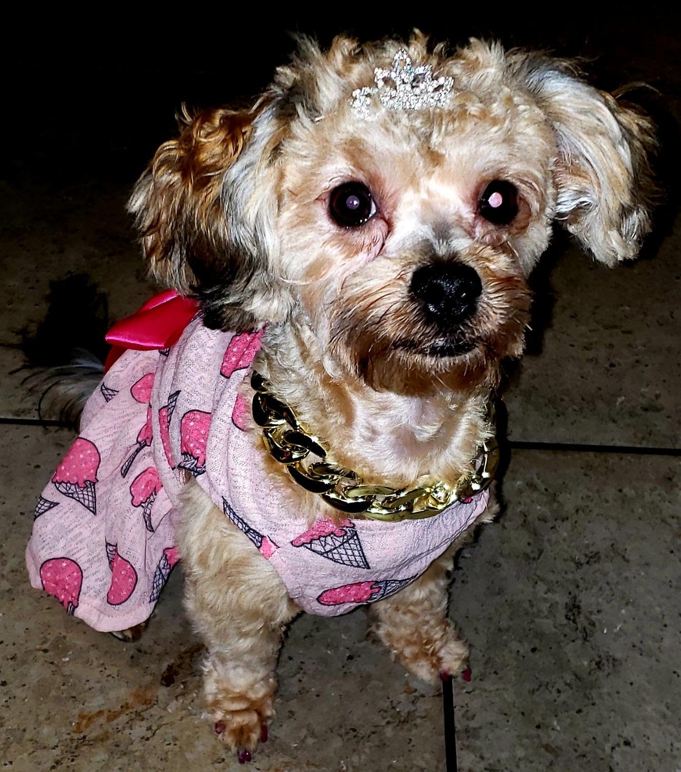 PET SHOW girls pet fashion hair clip elevates everyday grooming.