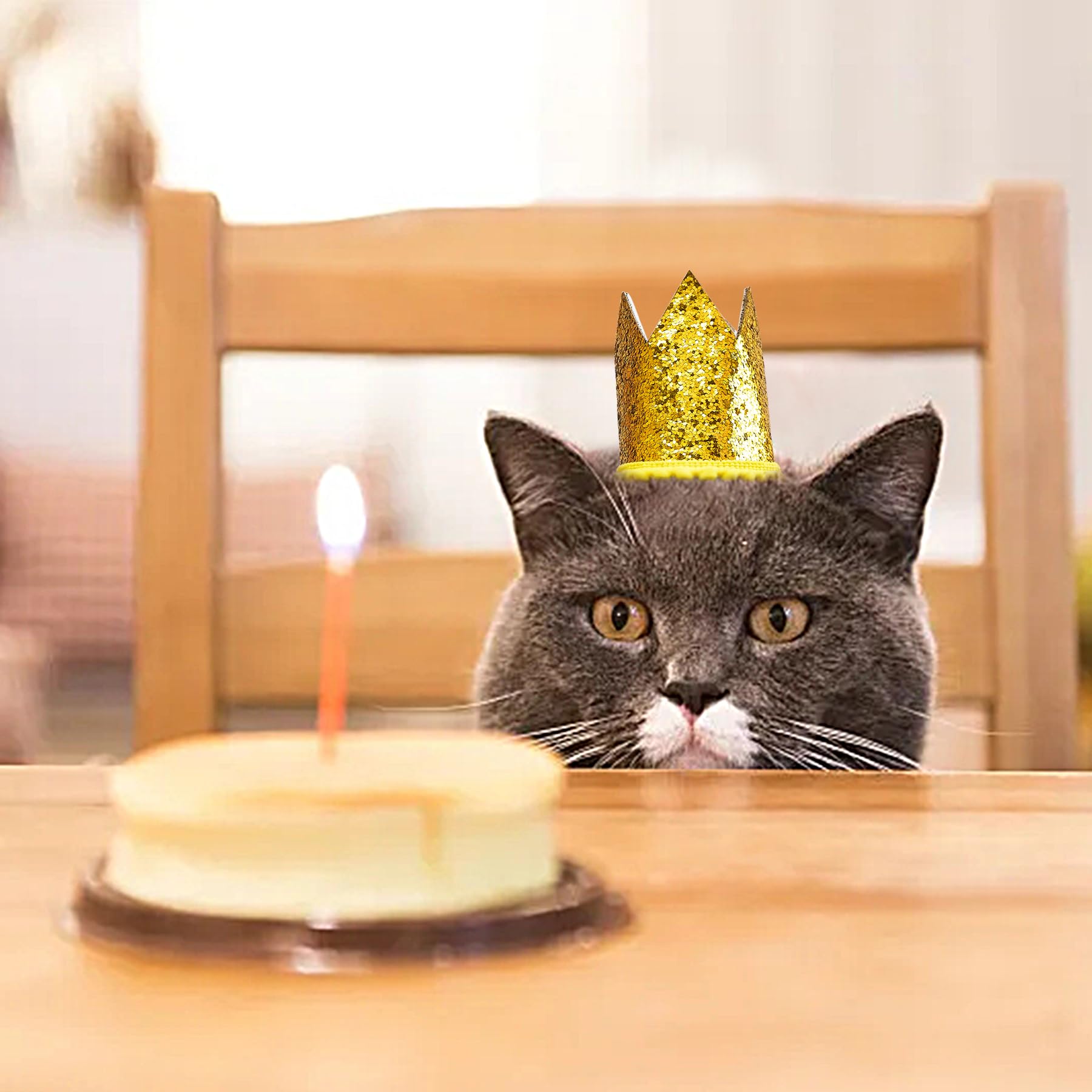 PET SHOW mini crown blue hat complements cool tones for pet birthday shoots