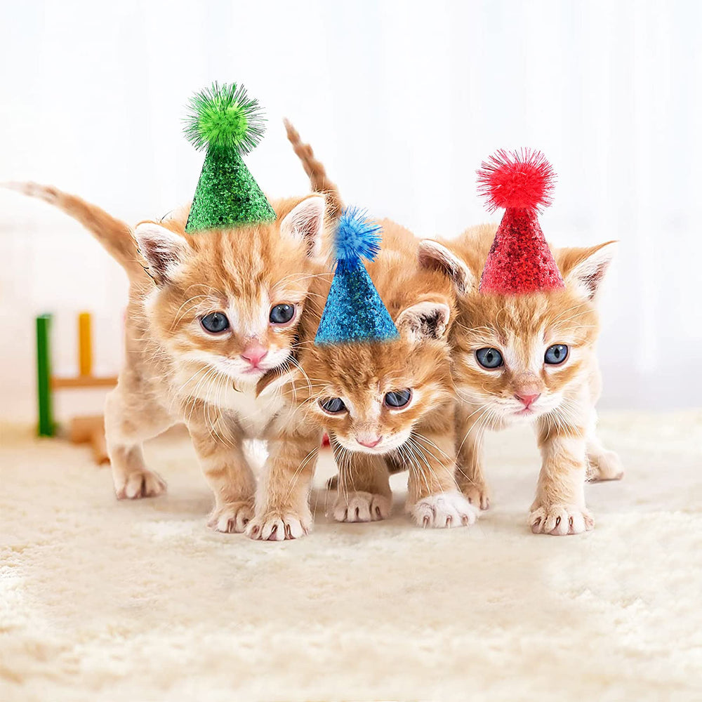 PET SHOW orange hat pops in selfies and outdoor celebrations.