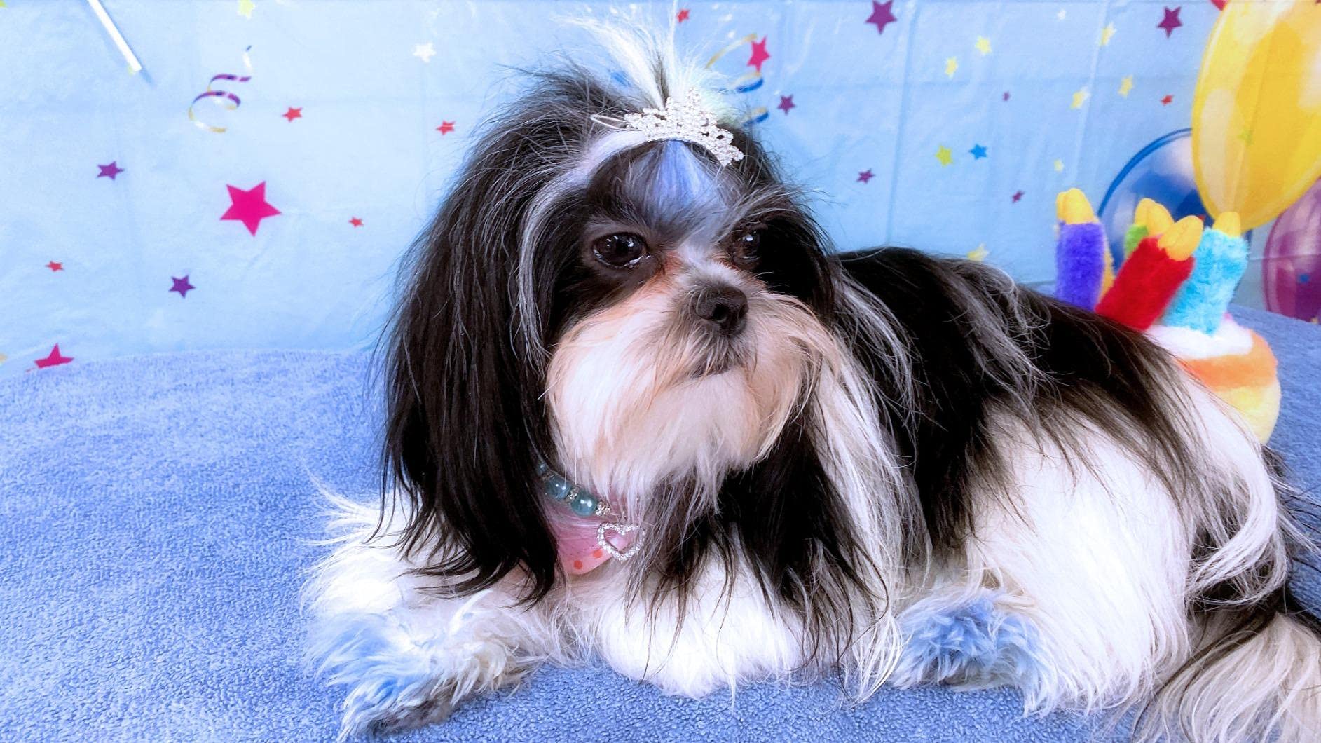 PET SHOW puppy shine hair clip creates adorable, photogenic looks.