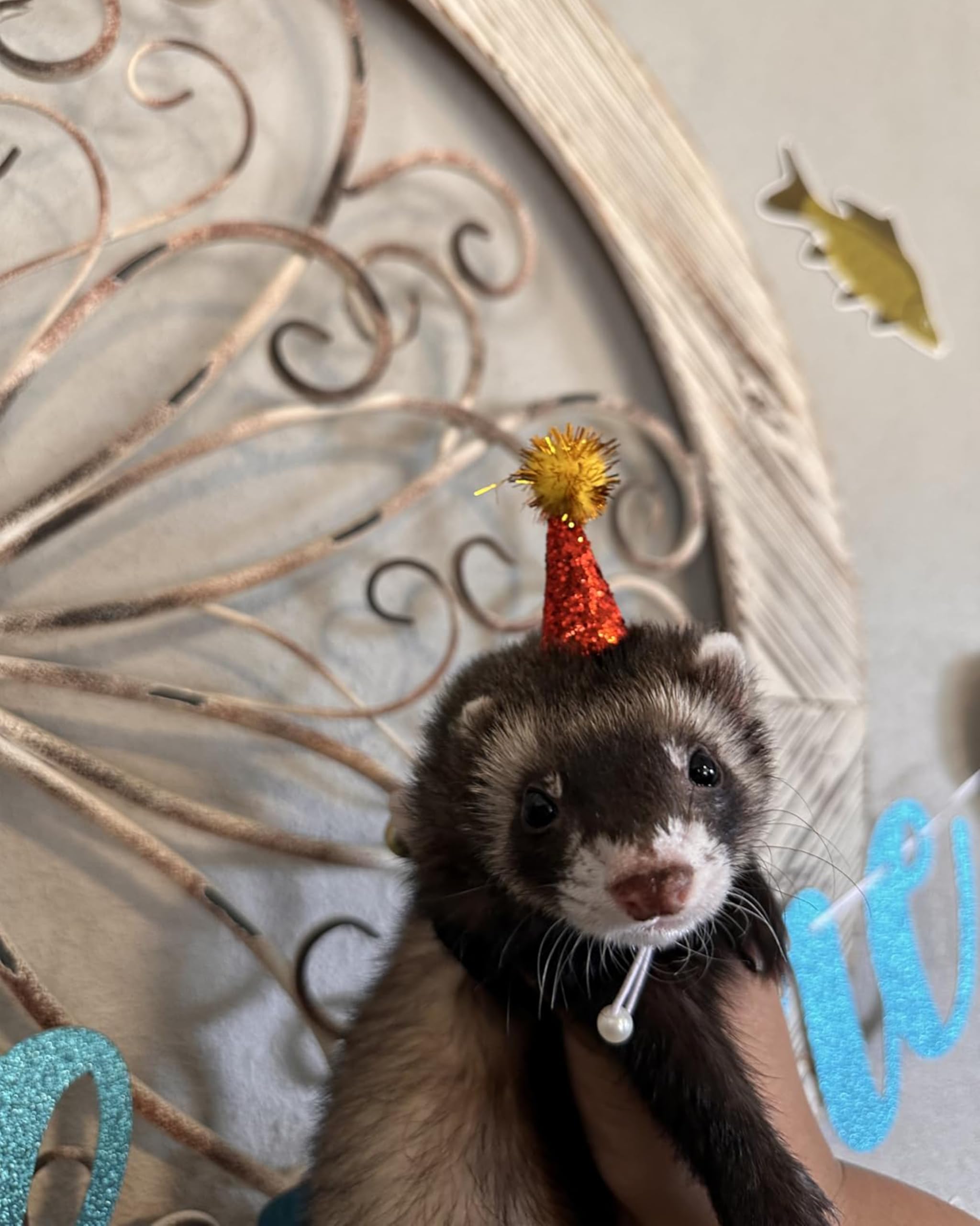 PET SHOW red mini hat on hedgehog for adorable party moment