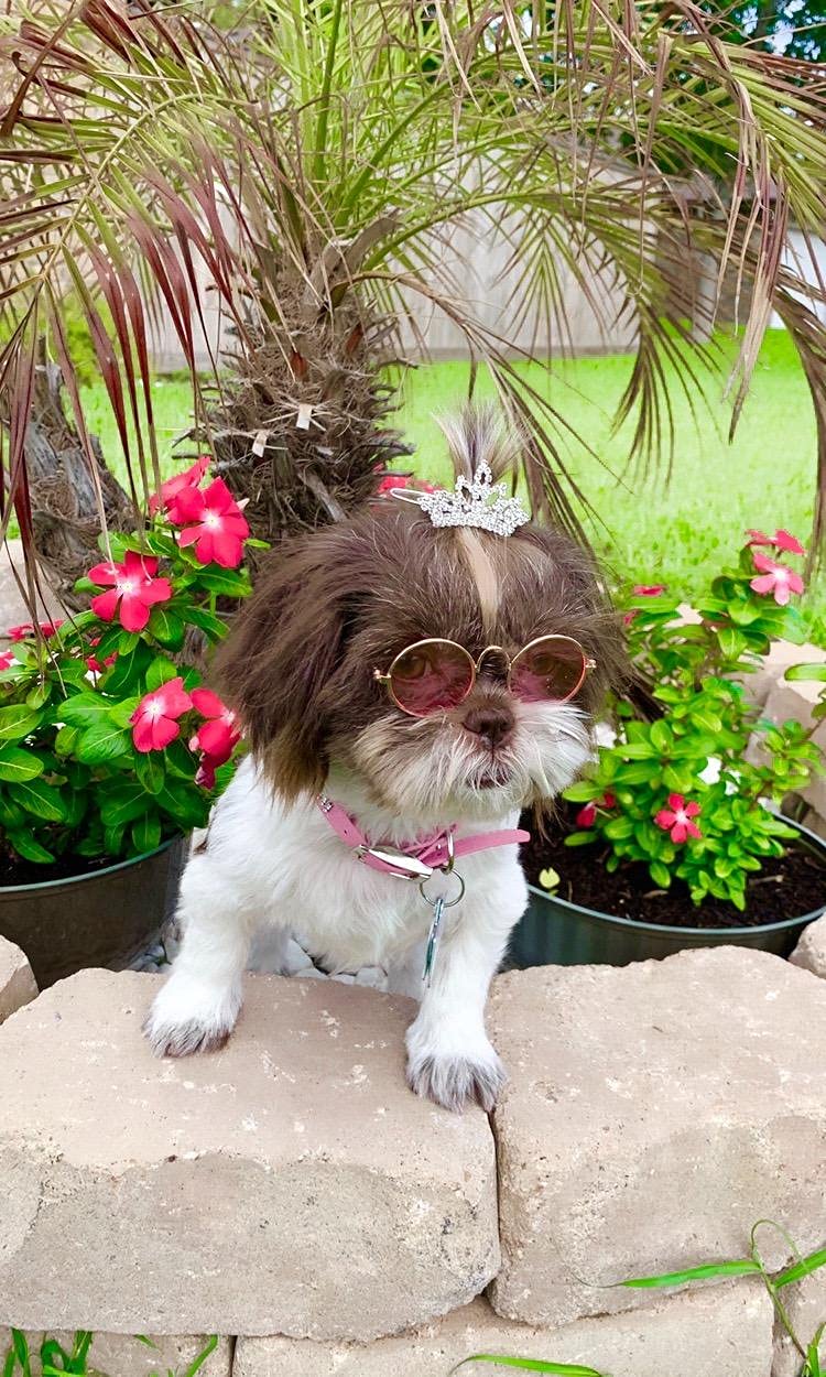 PET SHOW silver crystal bowclip complements grooming sessions with a chic finish.