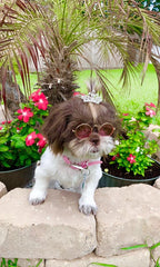 PET SHOW silver crystal bowclip complements grooming sessions with a chic finish.