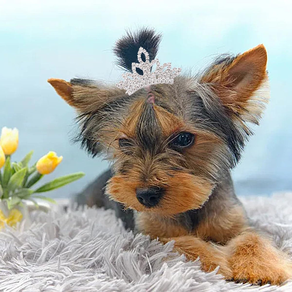 PET SHOW wedding party dog clip for elegant, coordinated outfits.