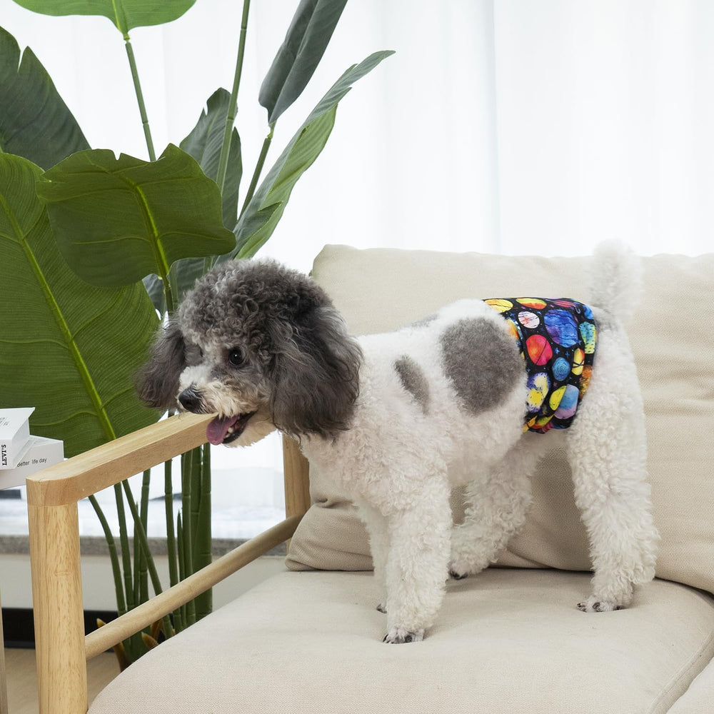 Pet Soft dog belly-band-on-dog-fit shows comfortable wear for daily routines.