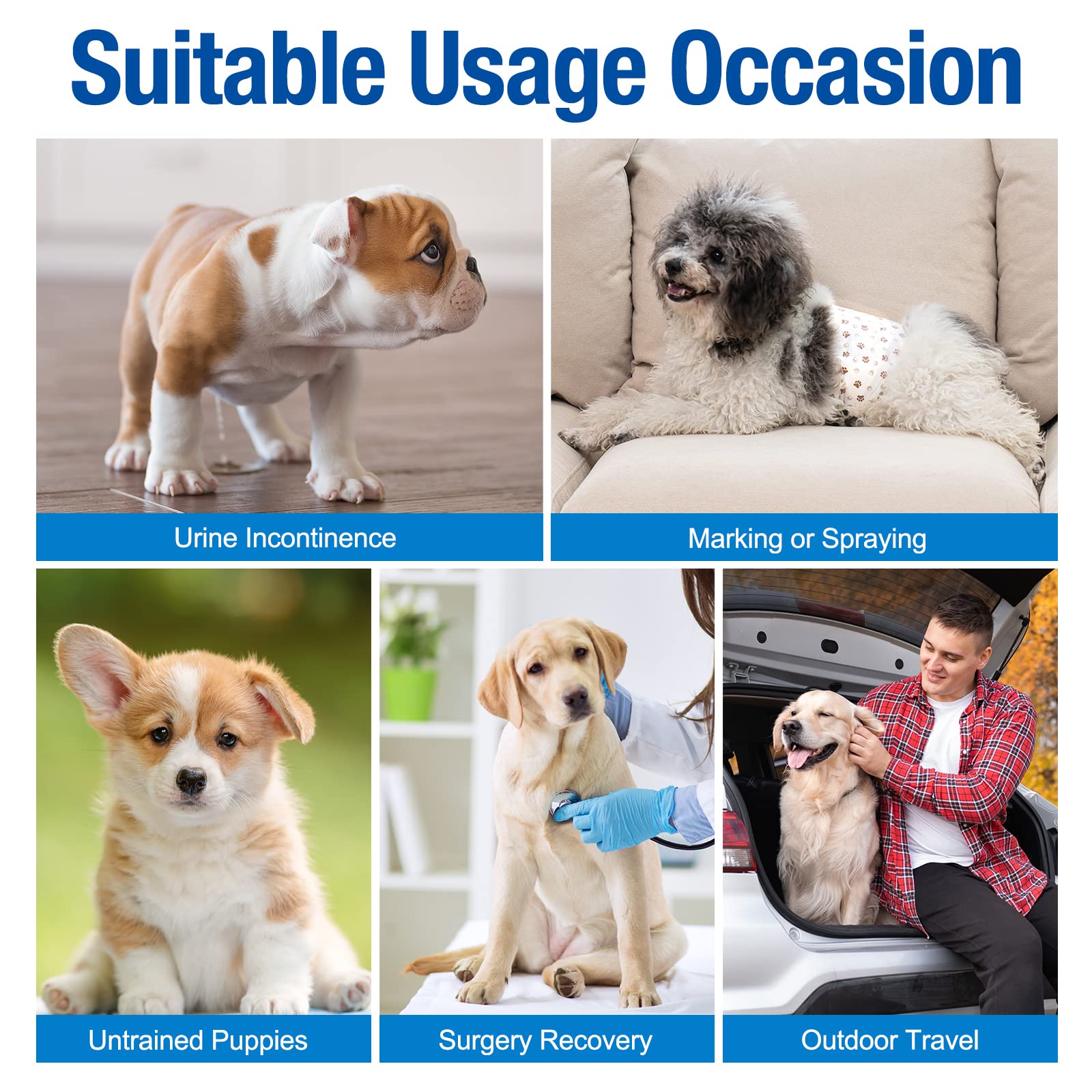 Pet Soft Dog Diapers Male wrap in-use on a small dog.