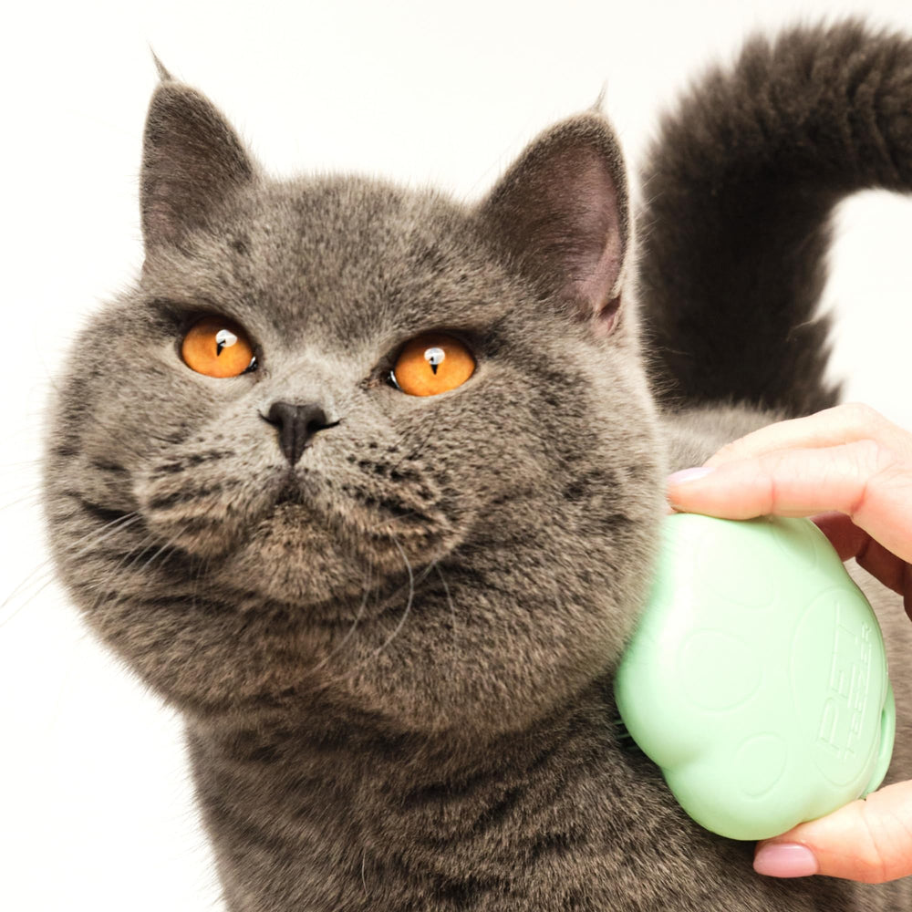 Pet Teezer Cat Brush ideal for short-to-medium fur care during daily grooming.