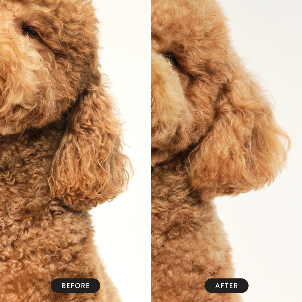 Pet Teezer cepillo para baño de perros, compatible con champú.