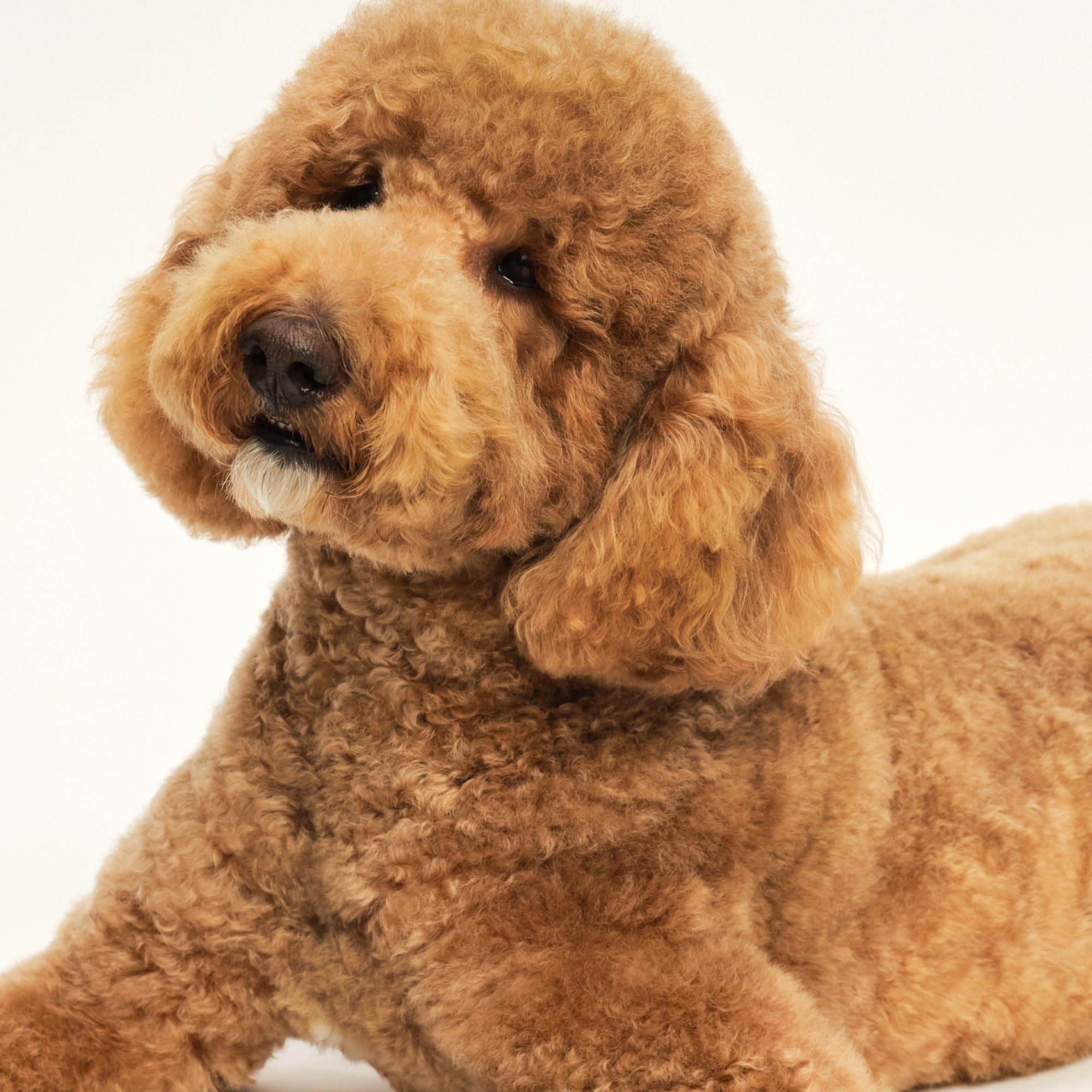Pet Teezer sustainable packaging transition may alter box appearance.