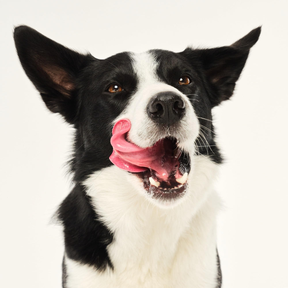 Pet Teezer deshedding dog brush sustainable packaging transition communicates eco-friendly changes