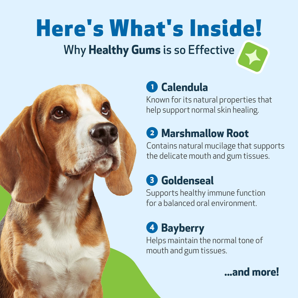 Pet Wellbeing dogs enjoying dental care routine with topical drops.