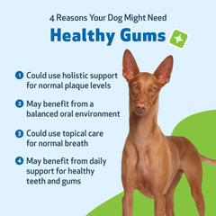 Pet Wellbeing Fresh breath for dogs imagery promoting cleaner mouths.