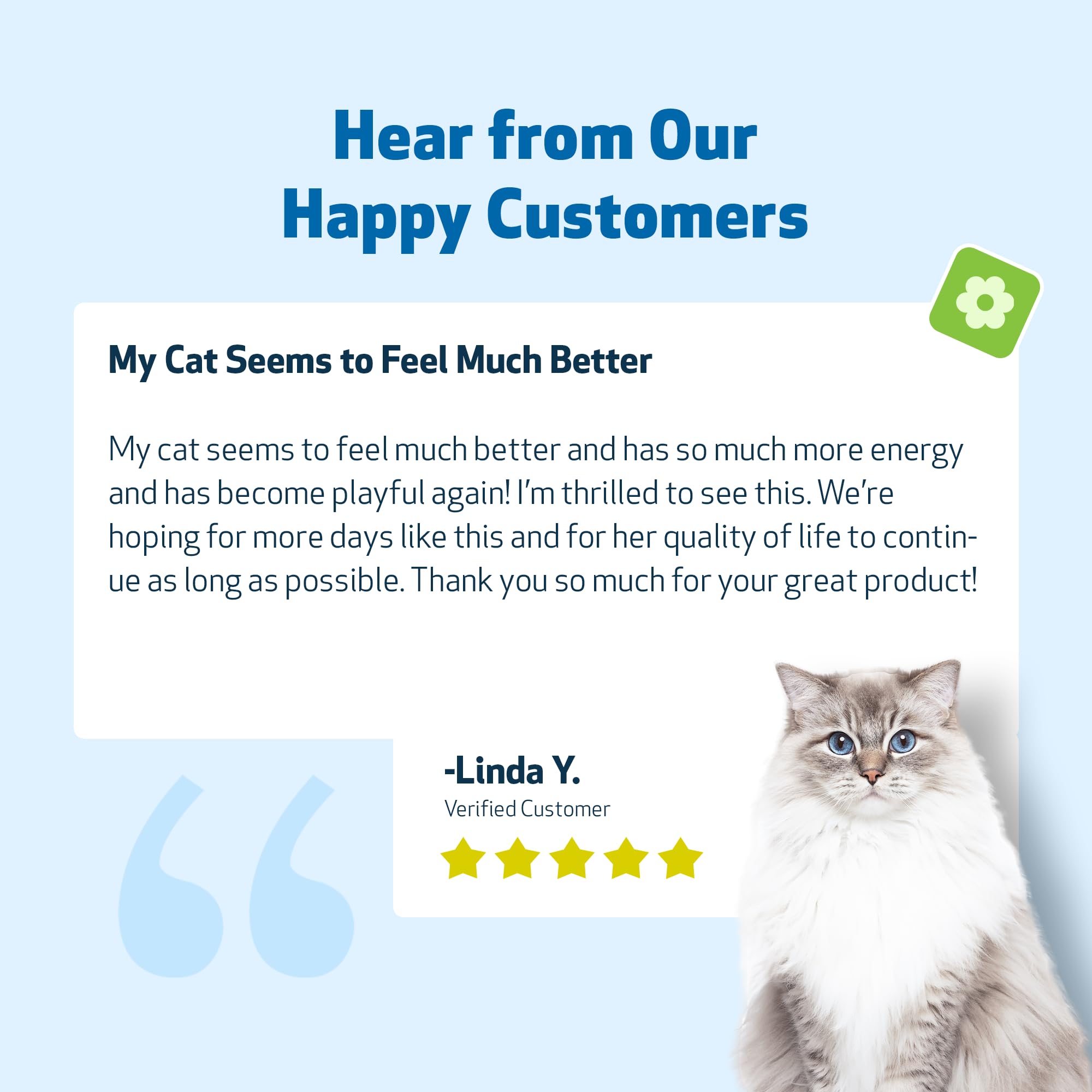 Pet Wellbeing Kidney Support Gold cat drinking water after administration.