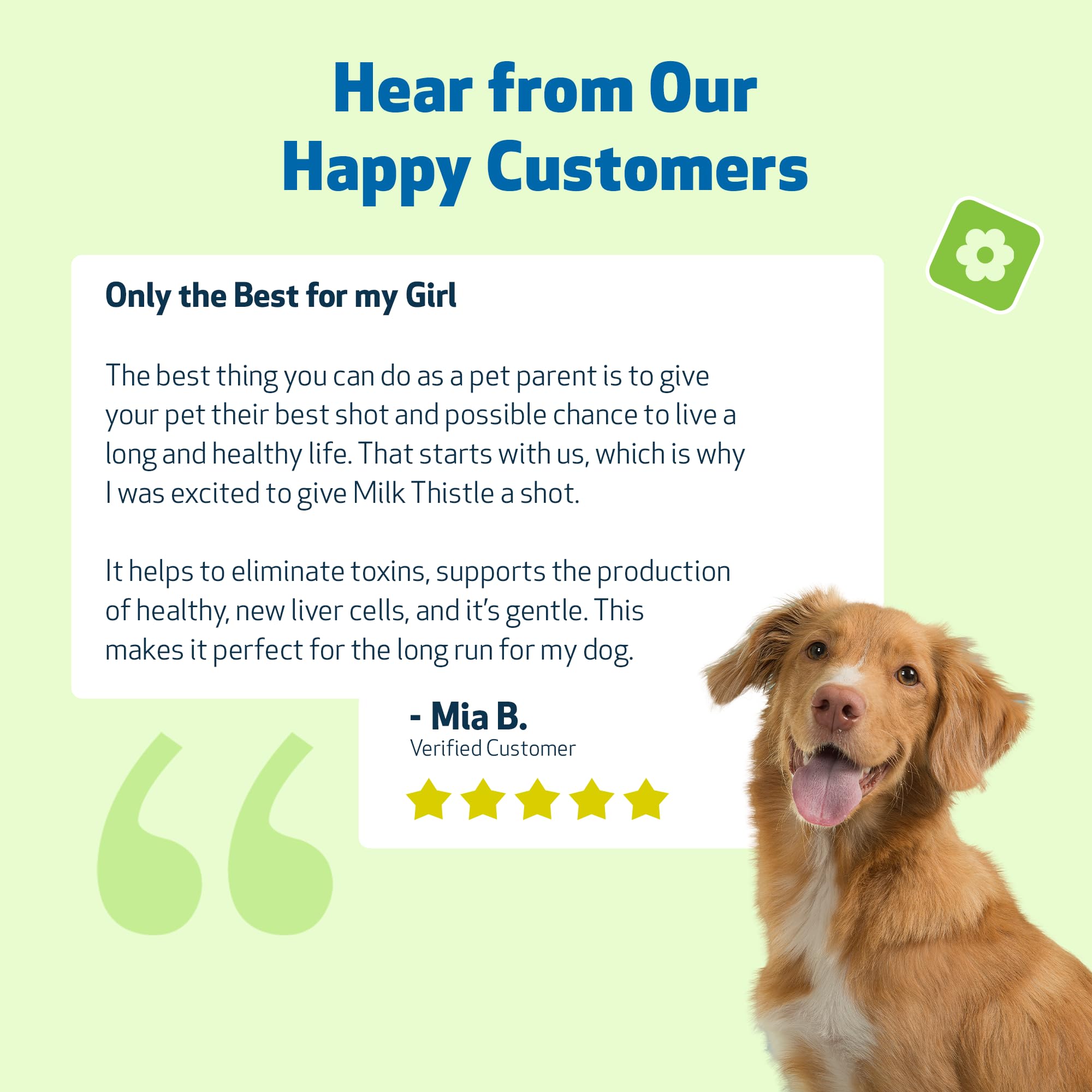 Pet Wellbeing Milk Thistle on countertop supports routine liver wellness for dogs.