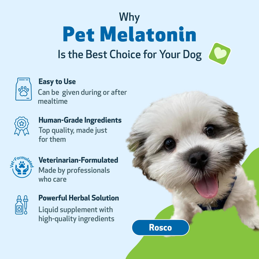 Pet Wellbeing Melatonin sleepy dog on couch illustrating relaxed evenings