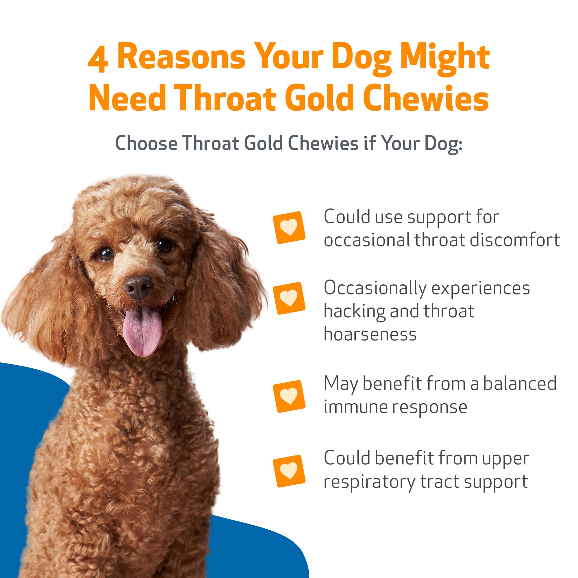 Dog happily chewing Pet Wellbeing Throat Gold Chewies for throat comfort.