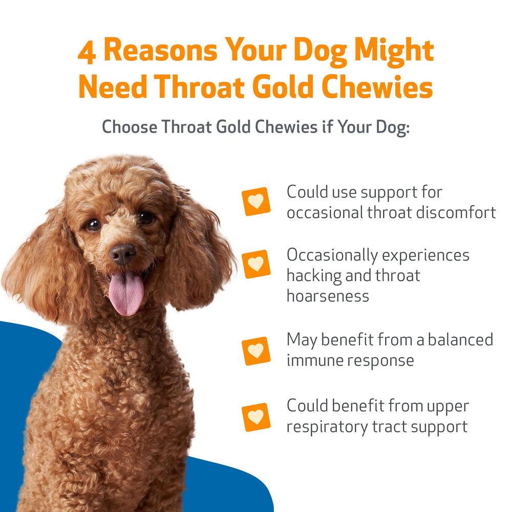 Dog happily chewing Pet Wellbeing Throat Gold Chewies for throat comfort.