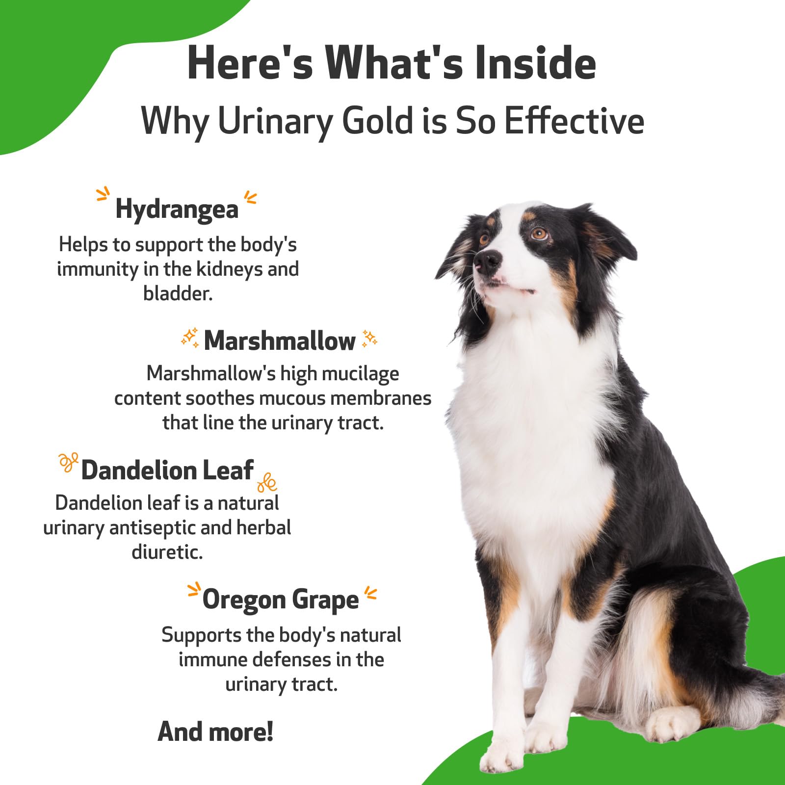 Pet Wellbeing Urinary Gold liquid texture closeup indicating smooth absorption